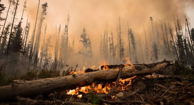 UnNeutral Opinion | Boreal Forest: From carbon source to sink